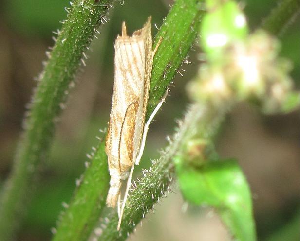 Crambidae da ID - Agriphila cfr. tristella